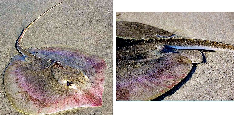 Dasyatis centroura_10.jpg